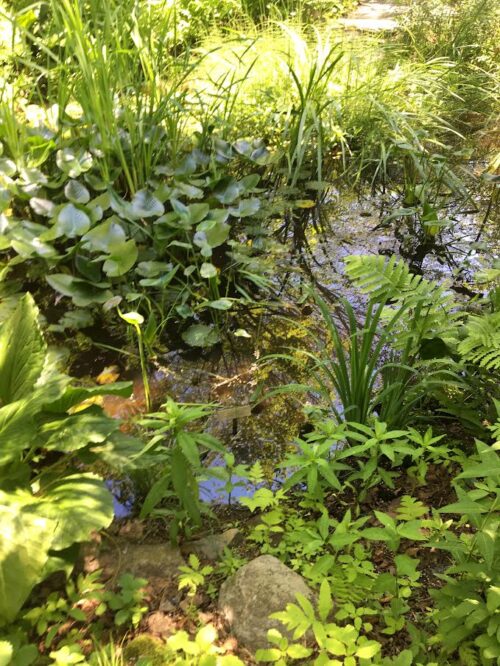 bog planting at Acadia Wild Garden