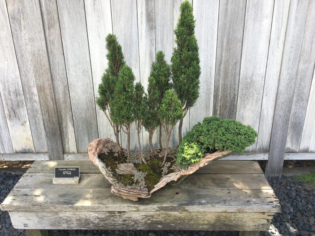 A whole forest in a tiny space