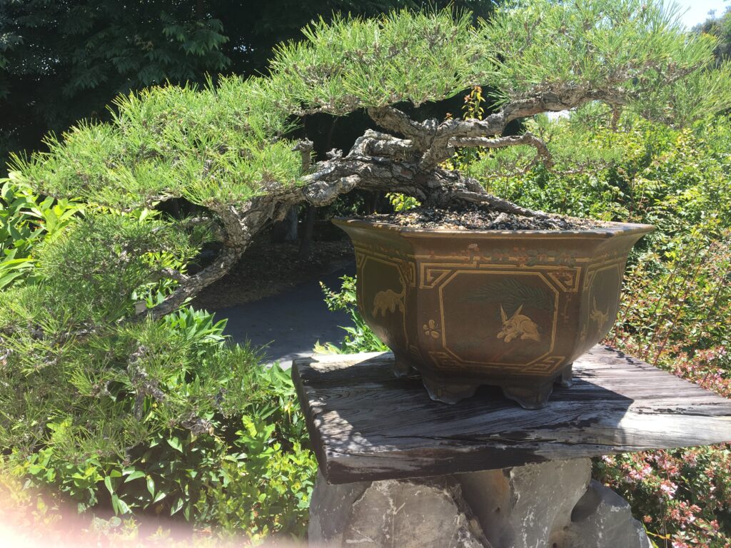 Beautifully sculpted Bonsai of a Pine in the Chinese Garden Section