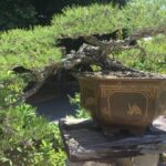 Beautifully sculpted Bonsai of a Pine in the Chinese Garden Section