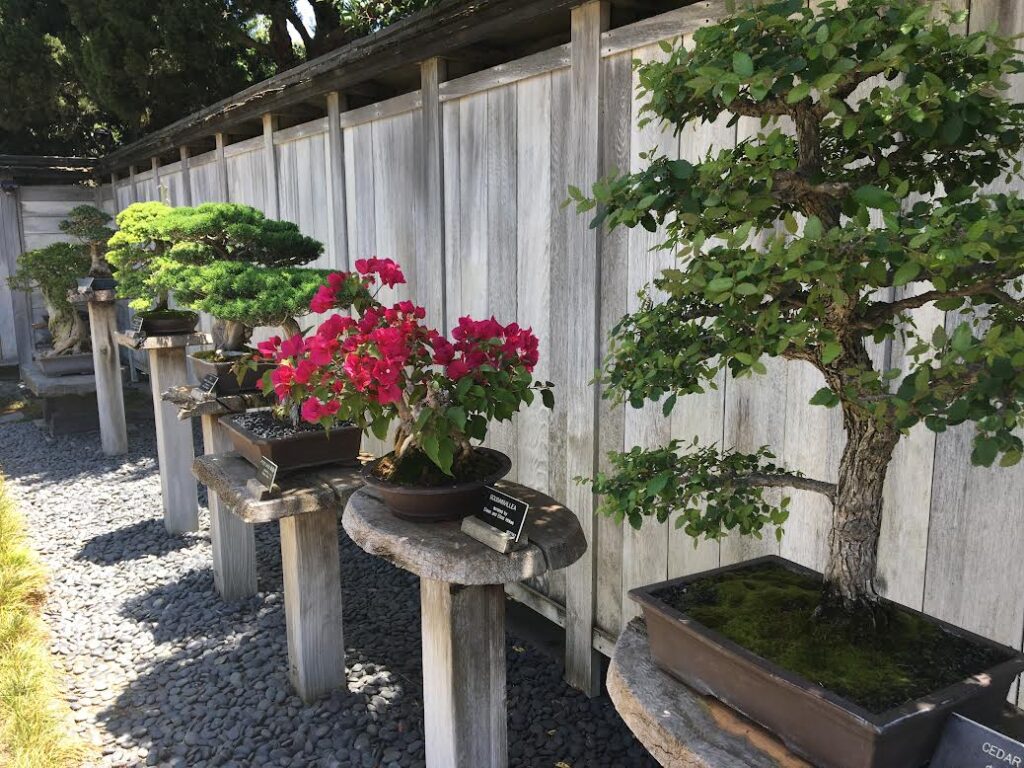 Japanese Bonsai Court