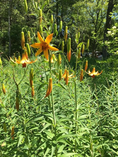 Native Lilies in the Coastal Maine Garden