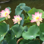 Tropical Lotus in one of the ponds at Huntington Gardens