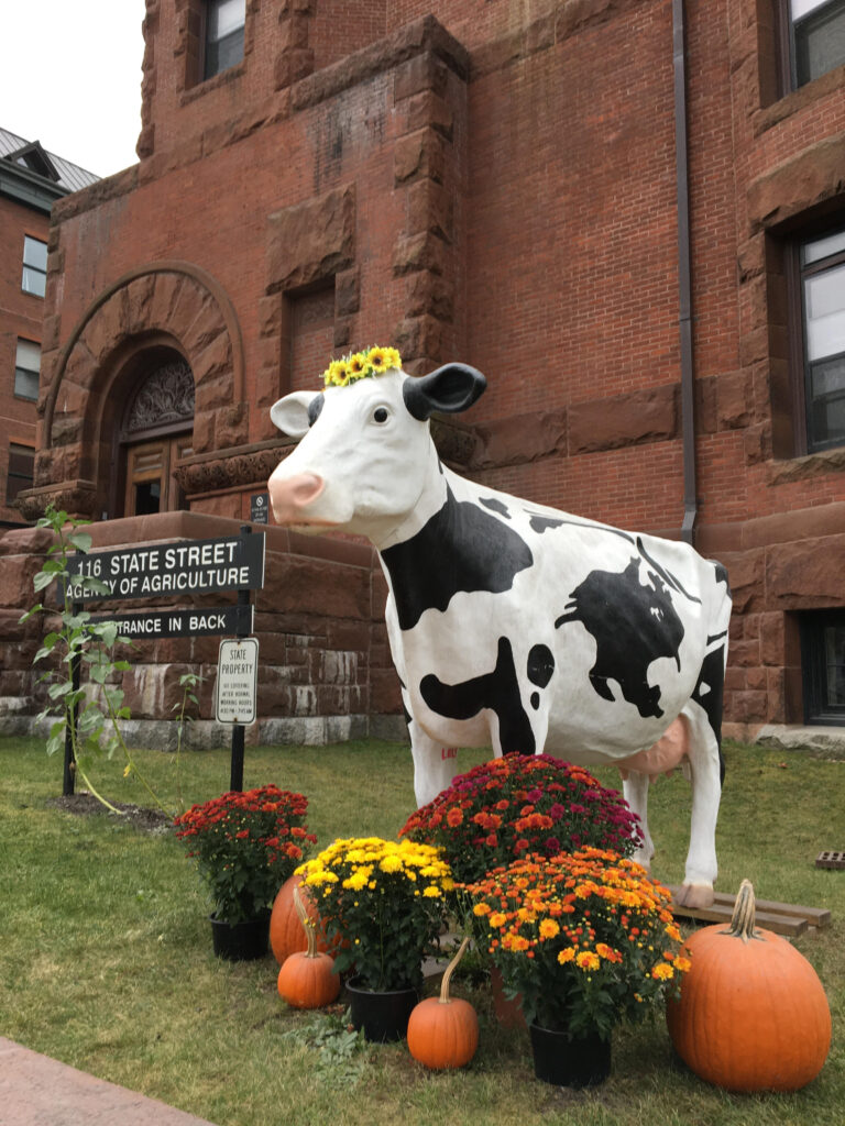 Happy Cow with Pumpkins Montpelier, Vermont