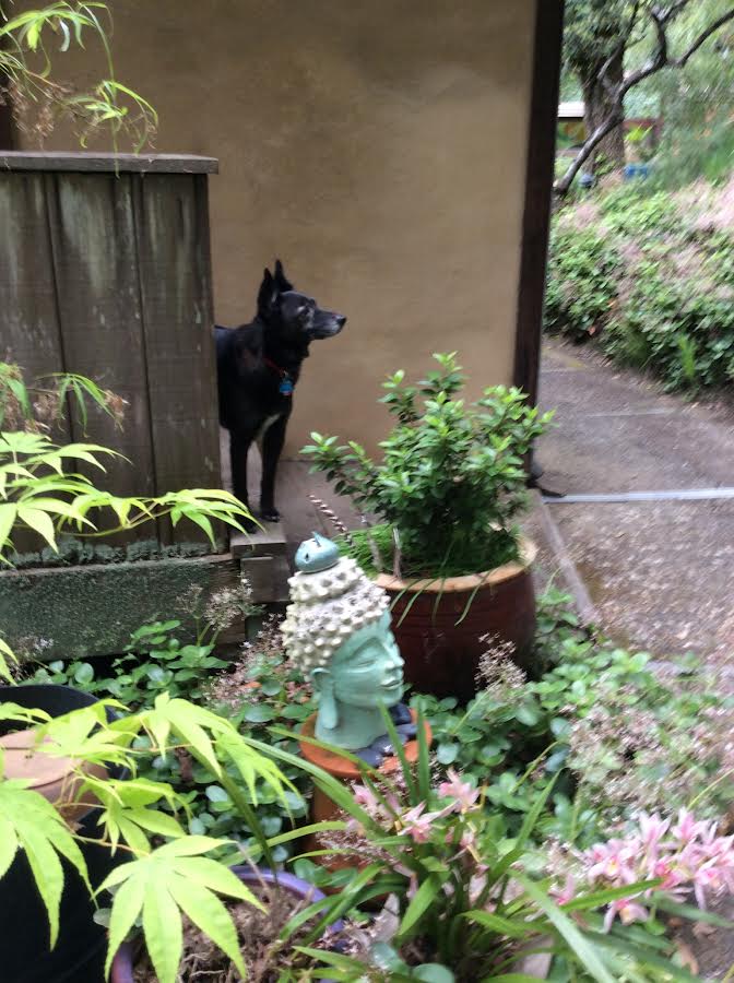 Jack the dog with buddha head in garden