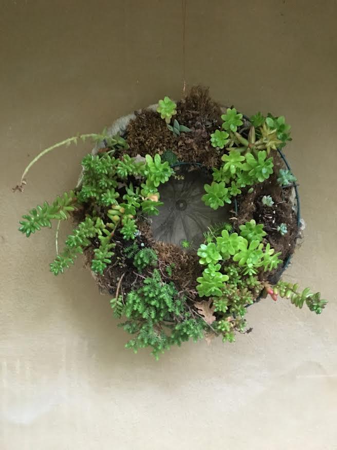 Plants succulent wreath on blank wall