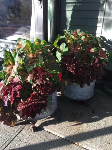colorful potted plants