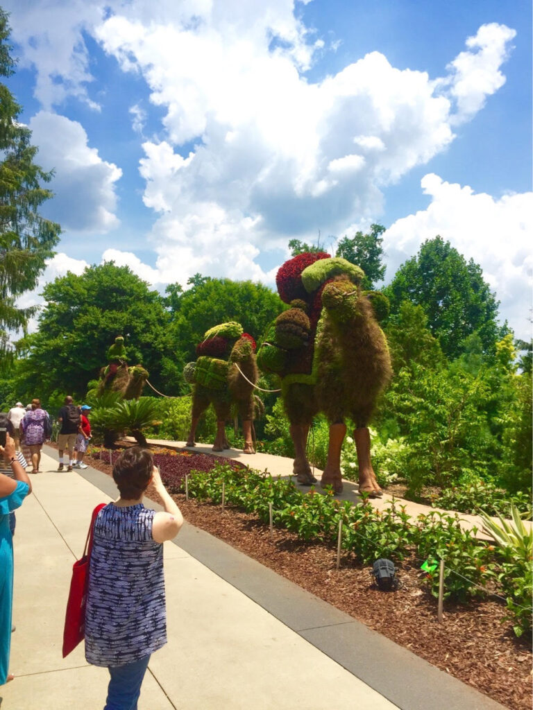 Giant Camel Topiaries