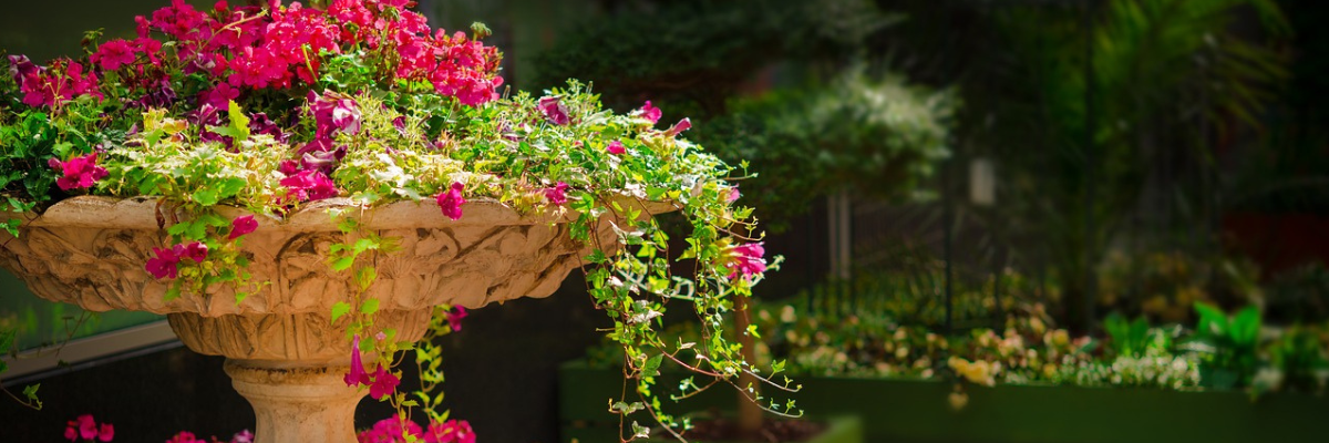 A close up of some flowers in a planter