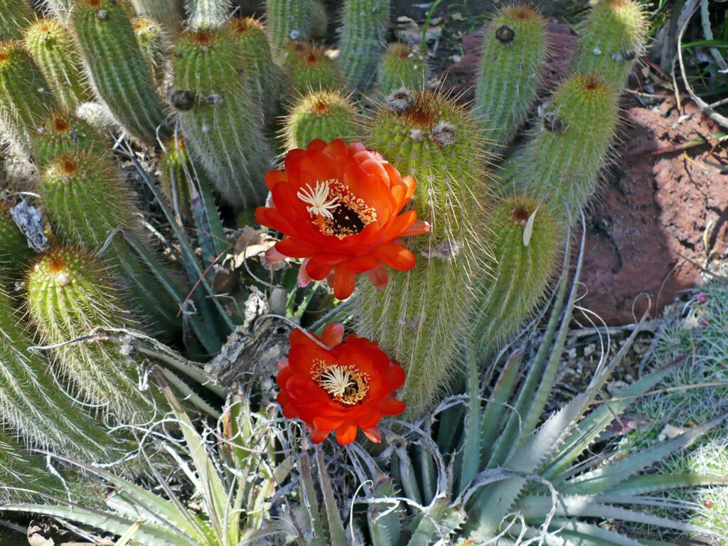 cacti flower