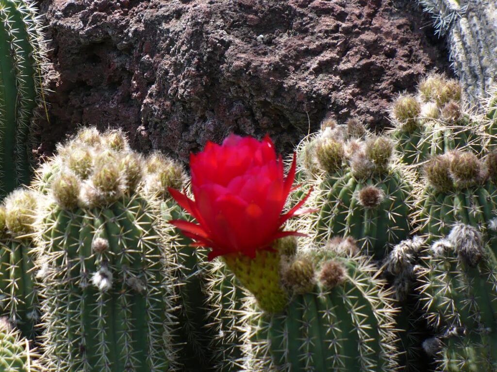 cacti flower