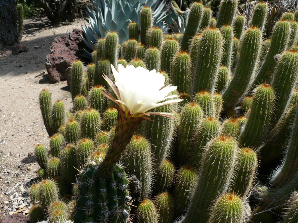 cacti flower