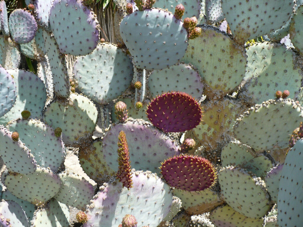 prickly pear