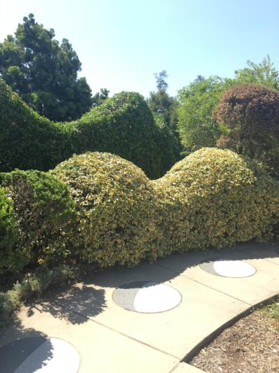 Love these caterpillar hedges