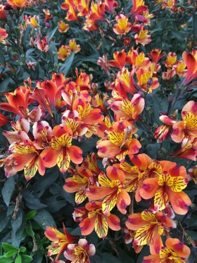 Alstroemeria