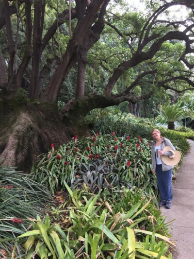 Oak with bromiliads below