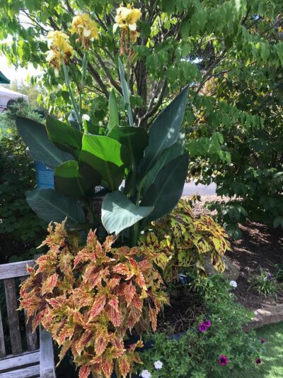 A large plant in the middle of a garden. Stan Hywet Gardens
