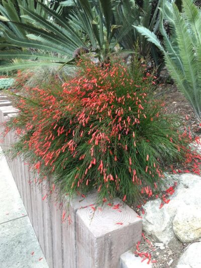 Russelia in cycad garden