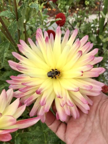 bee in dahlia