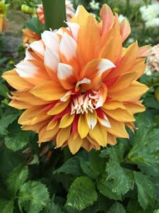 dahlia photo