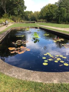 formal waterlily pond