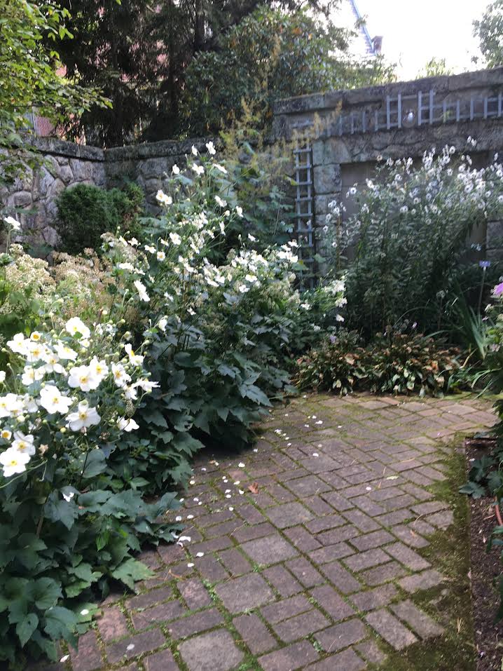 path with Japanese Anemones