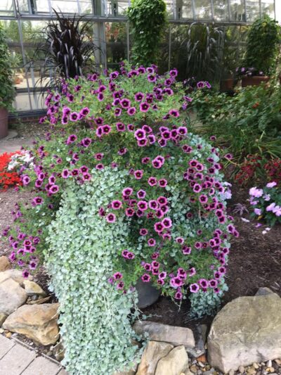A purple flower plant growing in the middle of rocks. Stan Hywet Gardens