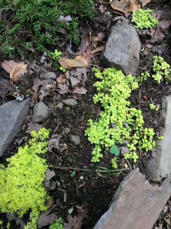 sedum angelicum