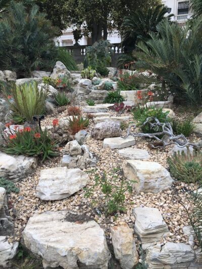 rockery with cycads and succulents