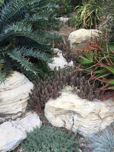 succulent rockery