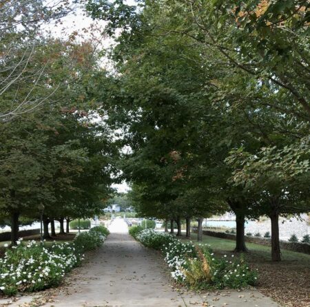 tree lined path