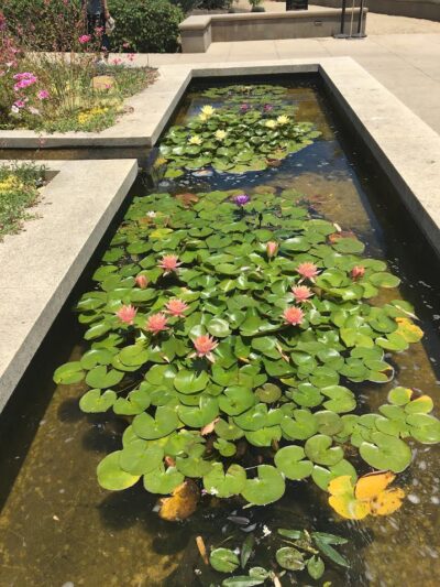 waterlily pond in Huntington entry garden