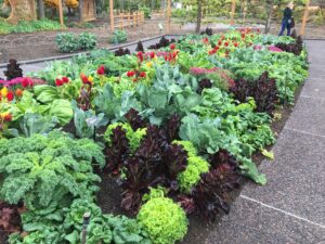 bed of salad greens with flowers