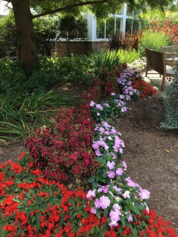 Hot colors in an annual border