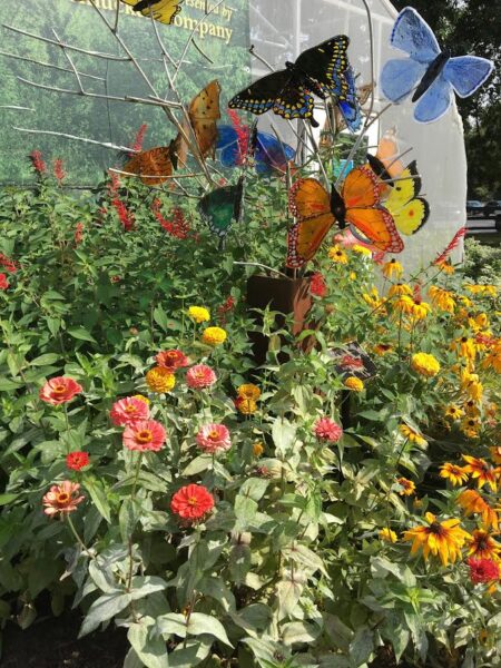 Zinnias by butterfly house