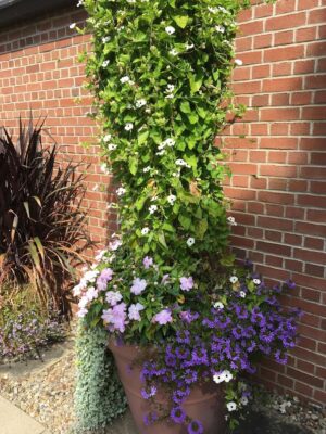 pot with column of thunbergia