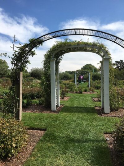 Rose Arches in the cut flower garden