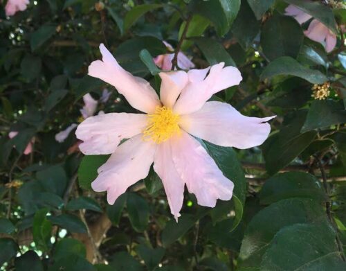 Camellia sasanqua blossom- single