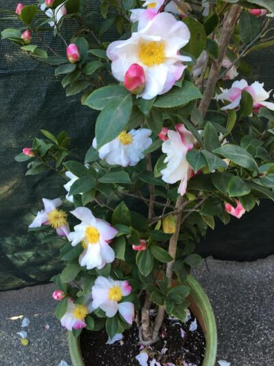 Camellia sasanqua 'jean may'