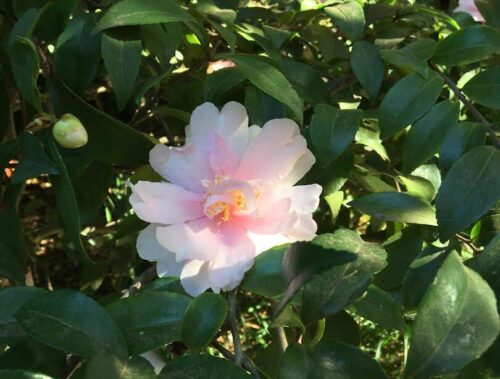 camellia sasanqua blossom- double