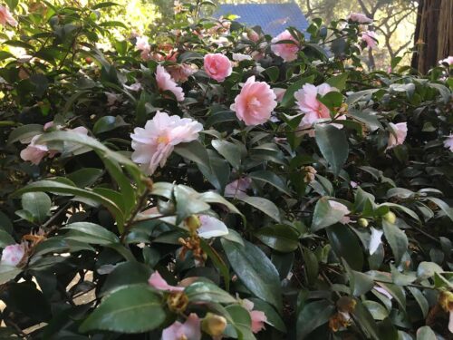 Camellia sasanqua shrub- double