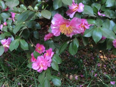 Pretty low growing Camellias