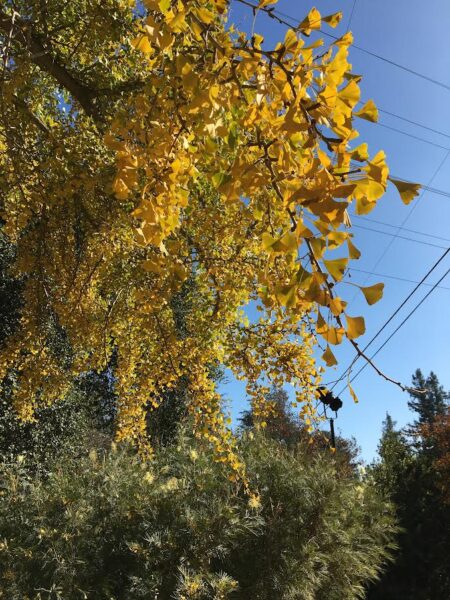 Fall color on Gingko biloba