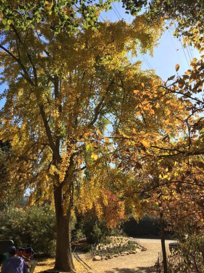 Full tree shot of Gingko biloba with fall color