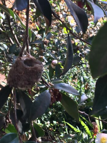 Tiny hummingbird nest in a camellia