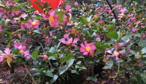 Camellia sasanqua shrub- double