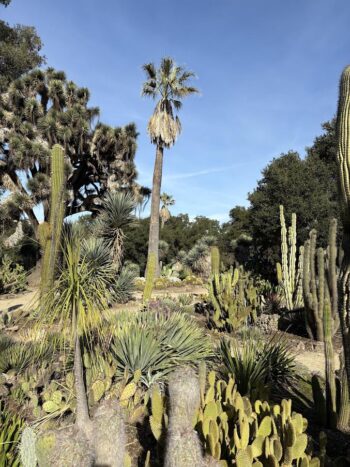 Stanford Cacti Garden