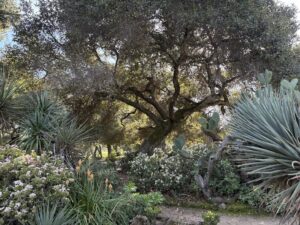 Live Oak with Jade Trees