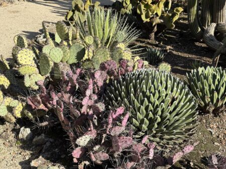 red Opuntia