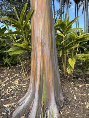 Multi color strip pattern on Eucalyptus Bark